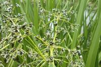 Scirpus sylvaticus