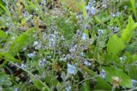 Myosotis ramosissima
