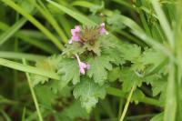 Lamium hybridum
