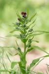 Cynoglossum officinale