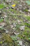 Ranunculus paludosus