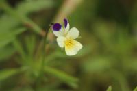 Viola arvensis