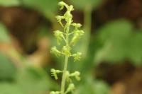 Neottia ovata