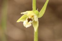 Epipactis helleborine
