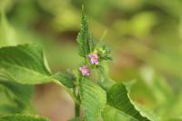 Galeopsis tetrahit