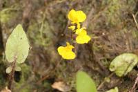 Utricularia neglecta