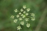 Peucedanum gallicum