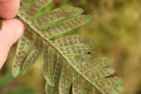Polypodium vulgare