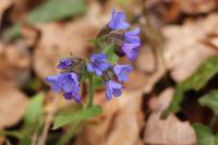 Pulmonaria longifolia