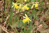 Narcissus pseudonarcissus