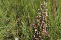 Himantoglossum hircinum