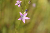 Campanula rapunculus