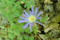 Anemone blanda