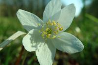 Anemone nemorosa