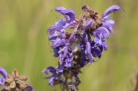 Salvia pratensis