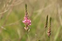 Onobrychis viciifolia