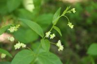 Vincetoxicum hirundinaria