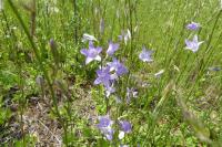 Campanula rapunculus