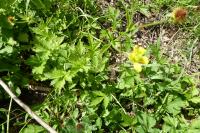 Geum urbanum