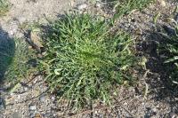 Plantago coronopus