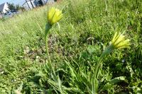 Tragopogon dubius