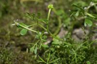 Ranunculus tripartitus