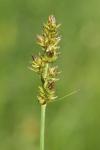 Carex pairae
