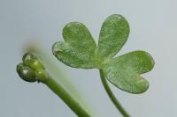 Ranunculus tripartitus