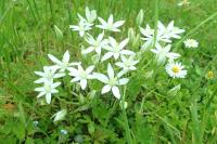 Ornithogalum umbellatum
