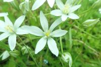Ornithogalum umbellatum