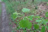 Betula pubescens