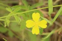 Potentilla anglica