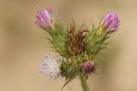 Carduus tenuiflorus