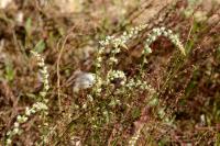 Sesamoides purpurascens