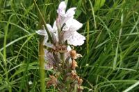 Dactylorhiza maculata