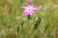 Agrostemma githago