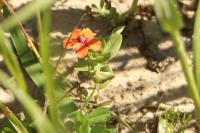 Lysimachia arvensis