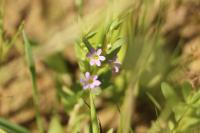 Lythrum hyssopifolia