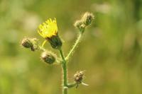 Sonchus arvensis