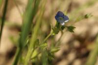 Veronica persica