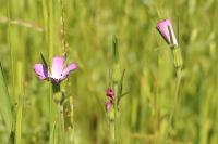 Agrostemma githago