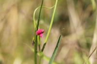 Lathyrus nissolia