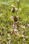 Ophrys apifera
