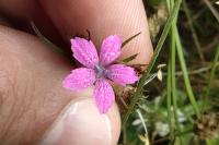 Dianthus armeria