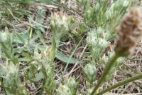 Filago lutescens
