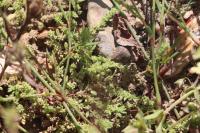 Herniaria hirsuta