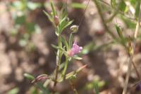 Misopates orontium