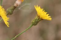 Sonchus arvensis