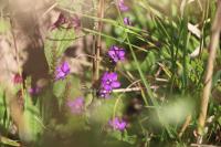 Legousia speculum-veneris