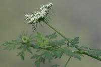 Aethusa cynapium
